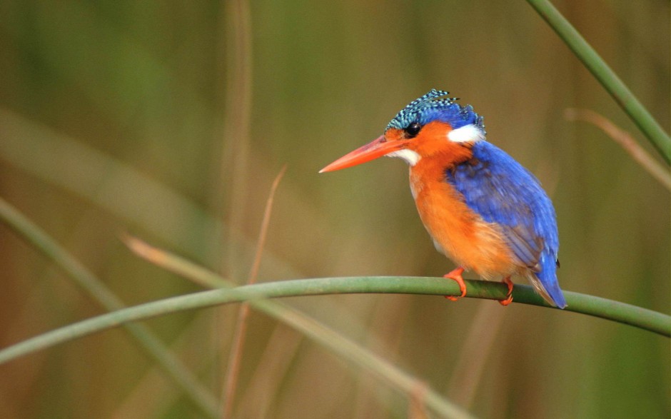 藍(lán)翡翠鳥池塘捕食圖片特寫