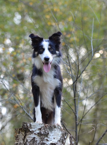 犬种智商第一的边境牧羊犬图片