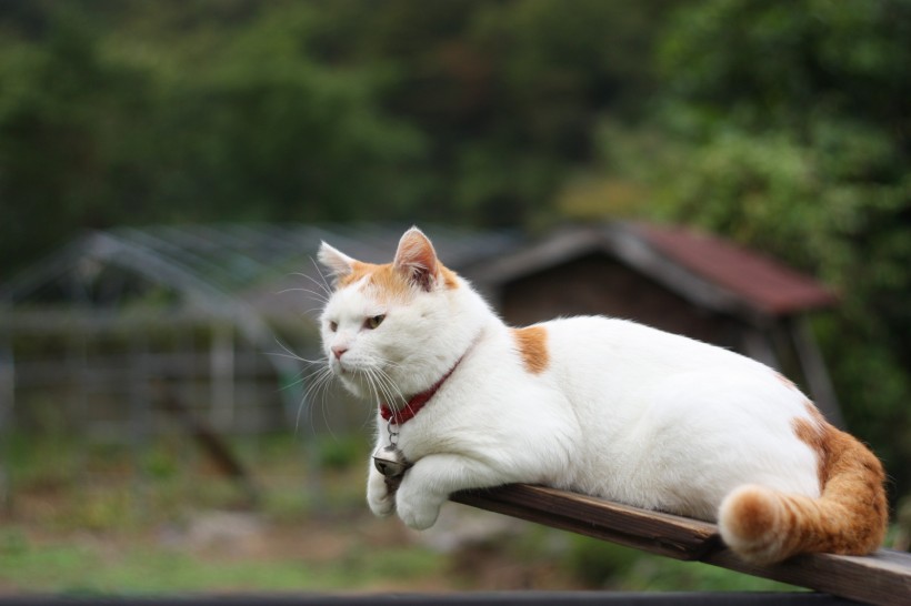 超级憨态可爱的猫叔图片 第二辑