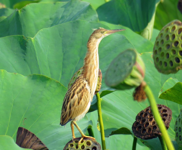 黃葦鳽圖片