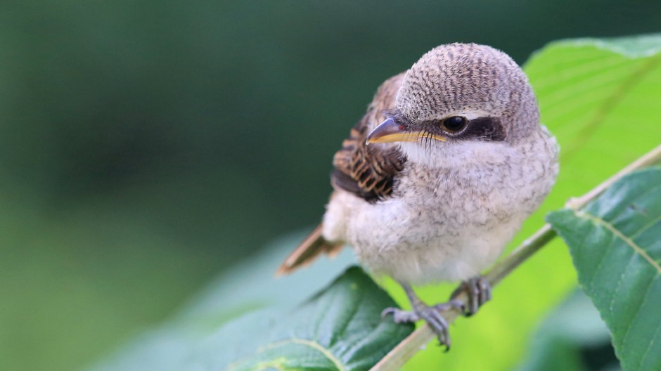 灰背伯勞鳥圖片模樣靈巧