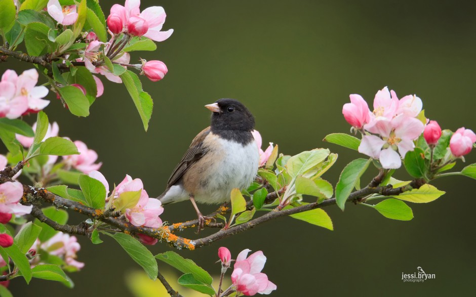 東北野生鳥類圖片高清攝影