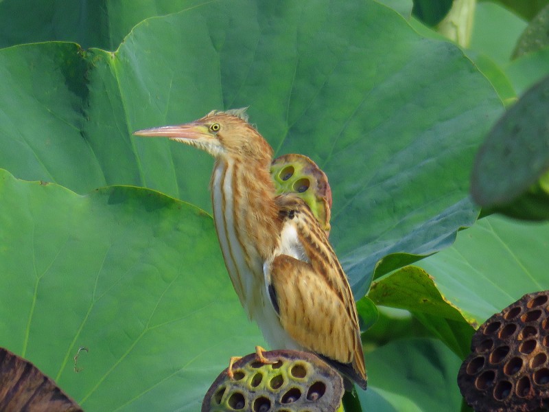 黃葦鳽圖片