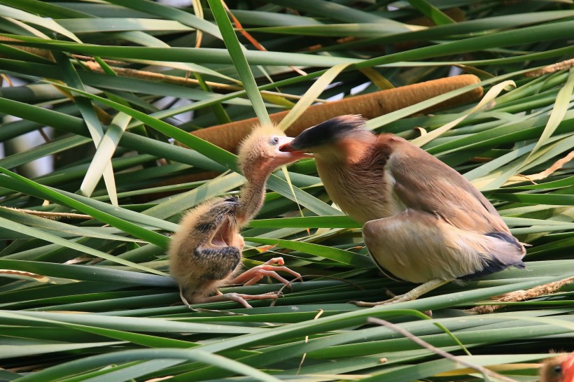 黄苇鳽喂食图片