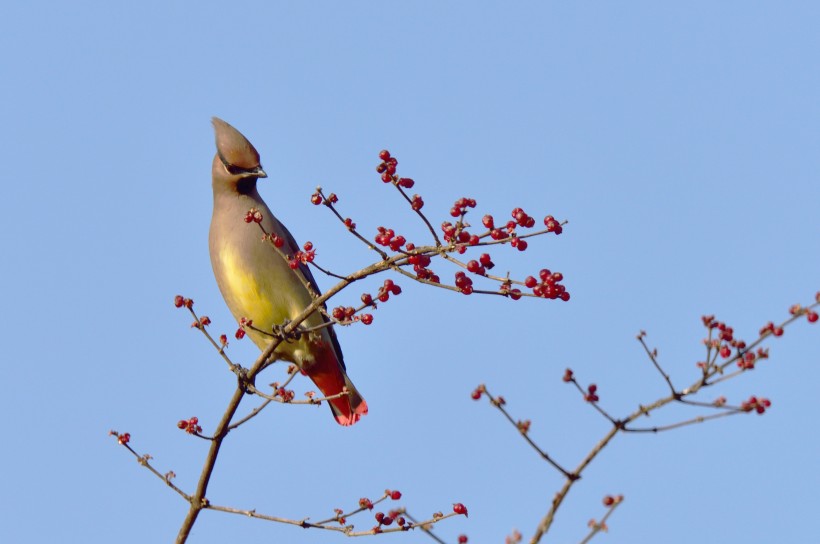 太平鳥圖片