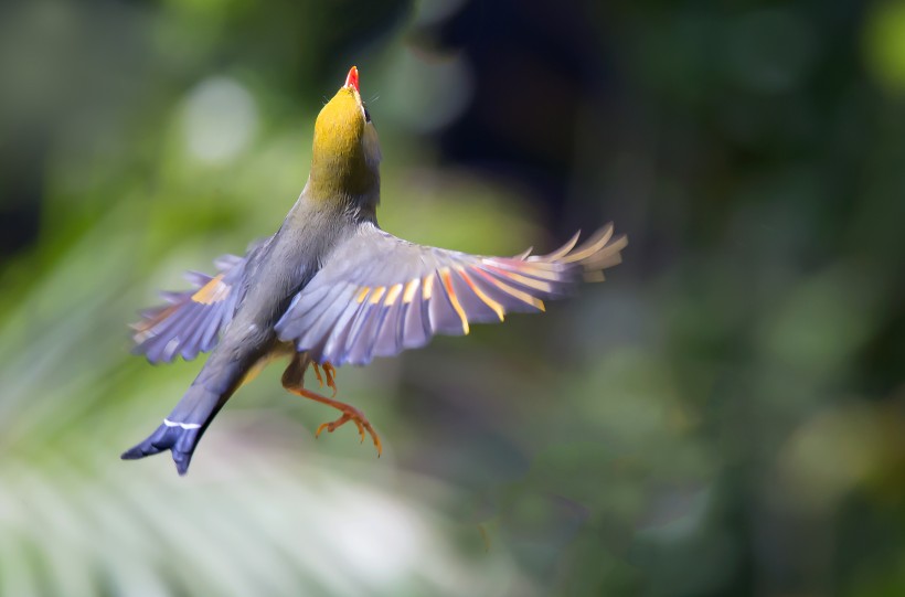 相思鳥圖片