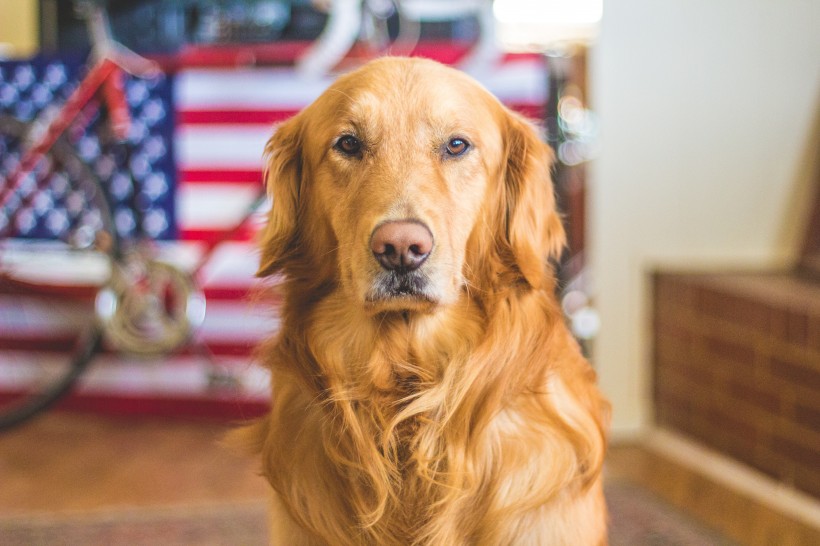 可爱的金毛犬图片