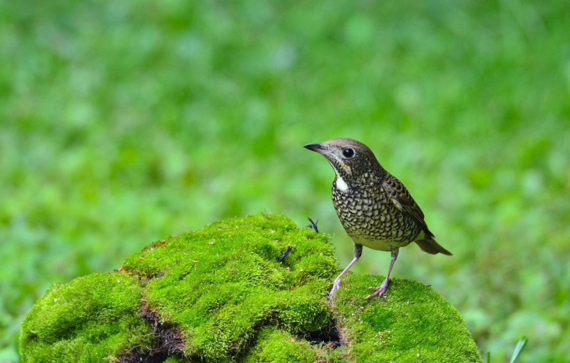 白喉磯鶇鳥類圖片