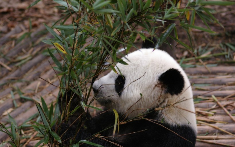 可爱的大熊猫图片