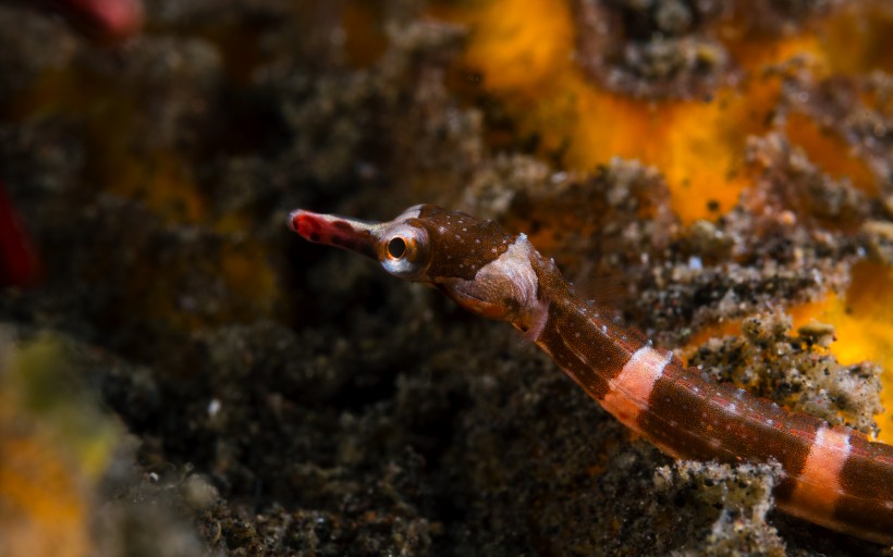 奇妙的海底生物圖片