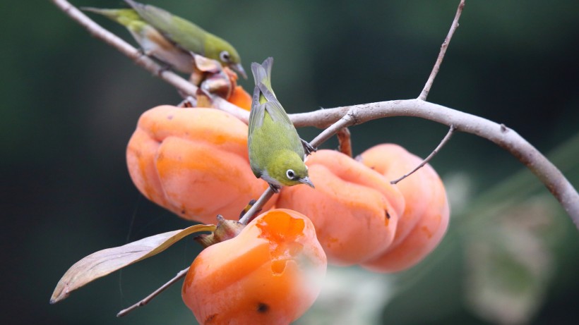 紅脅繡眼鳥圖片