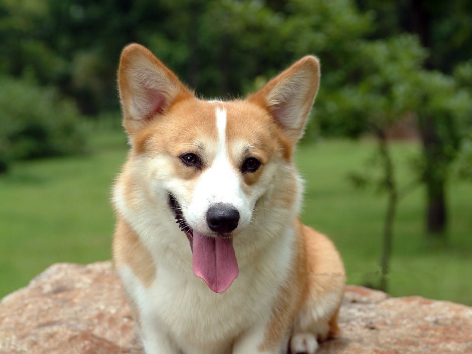 超萌短腿柯基犬图片大全