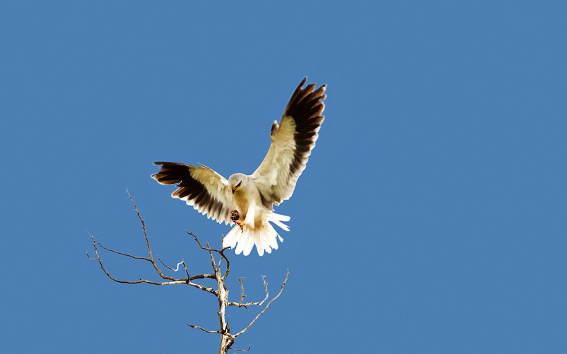 黑翅鳶鳥類圖片