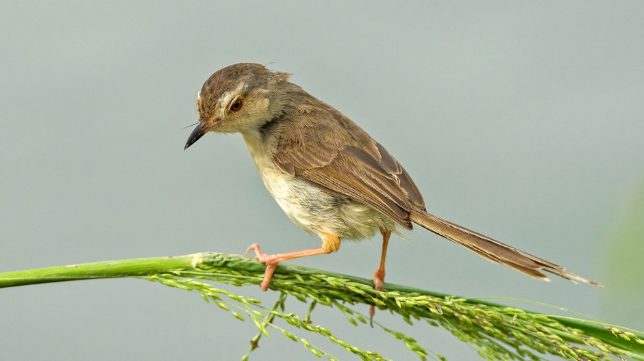 鳥類動物長尾山鷦鶯高清圖片