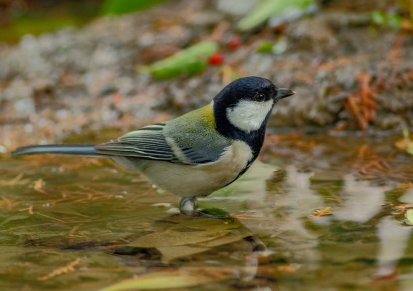 野生鳥類柳鶯圖片大全