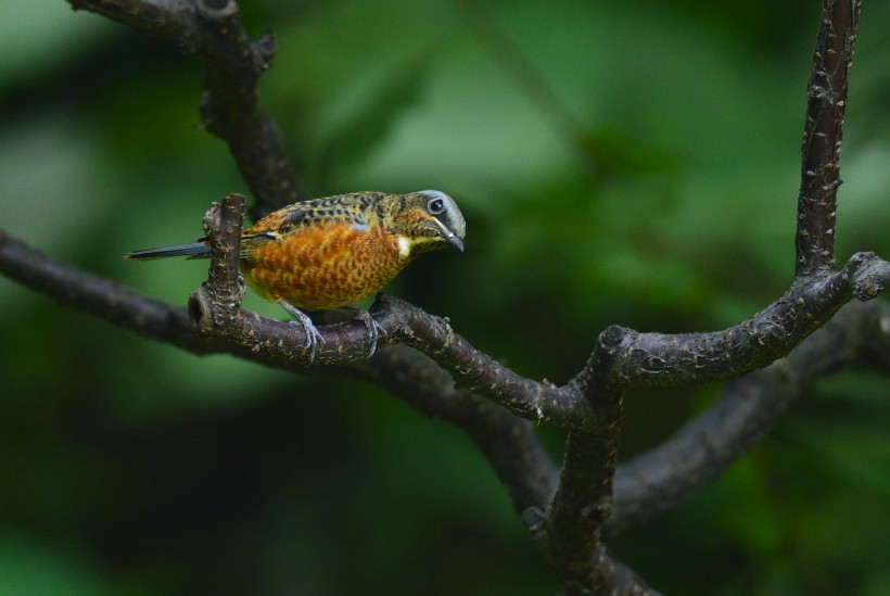 白喉磯鶇鳥類圖片