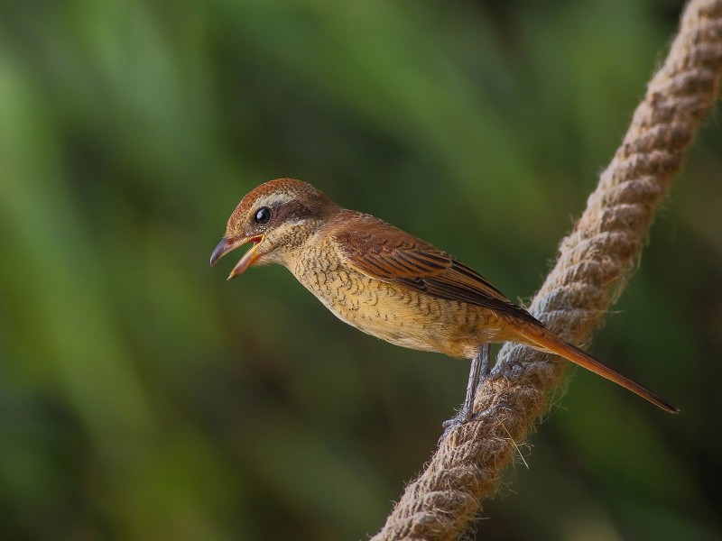 紅尾伯勞鳥圖片