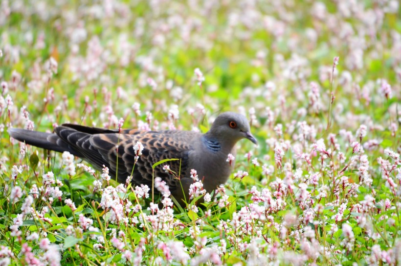 山斑鳩圖片