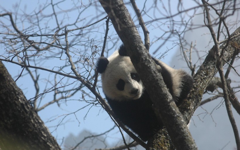 熊貓圖片