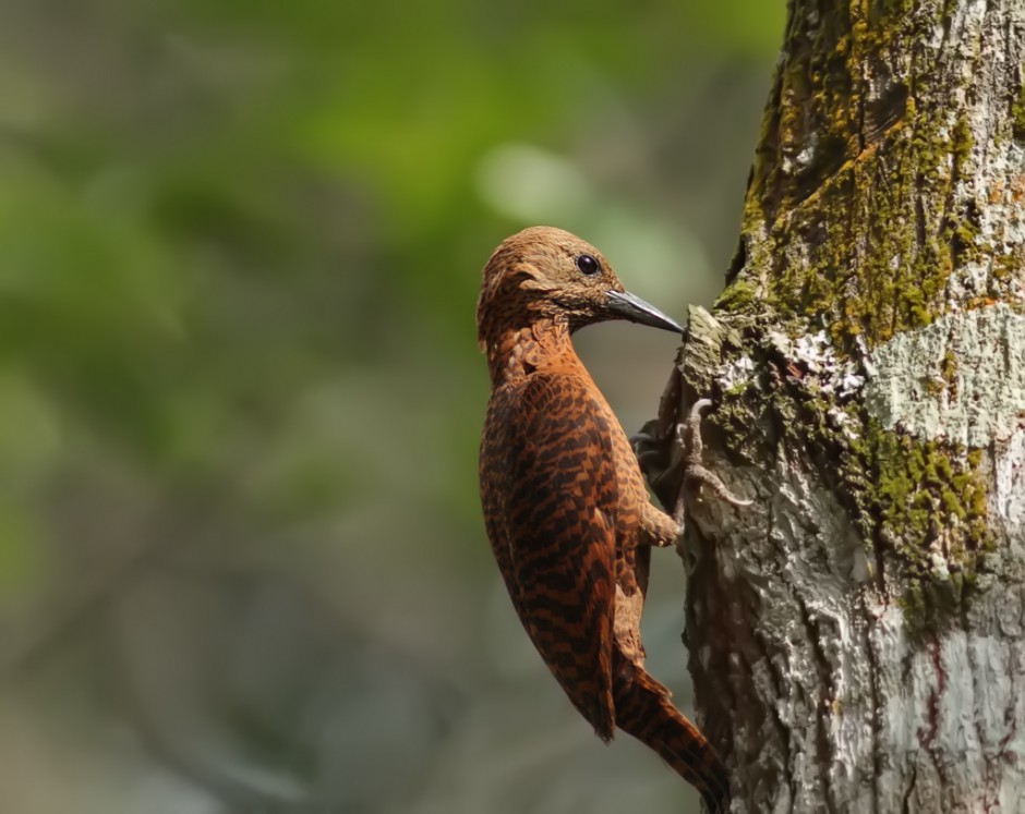 森林益鳥啄木鳥捉蟲圖片