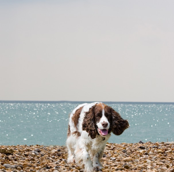 英国跳猎犬图片