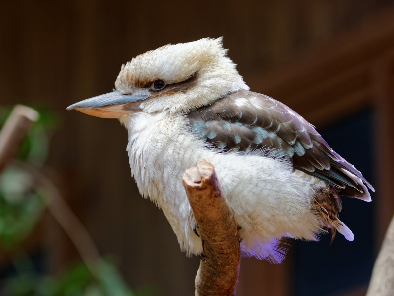 笑翠鳥圖片