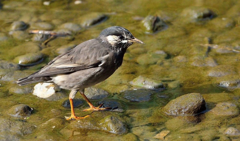 灰椋鳥圖片