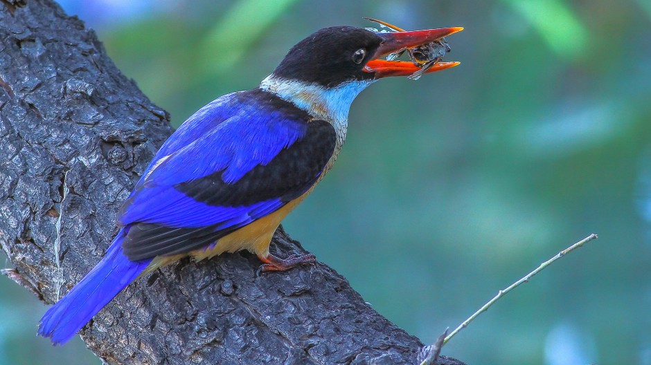 藍(lán)翡翠鳥圖片微距特寫