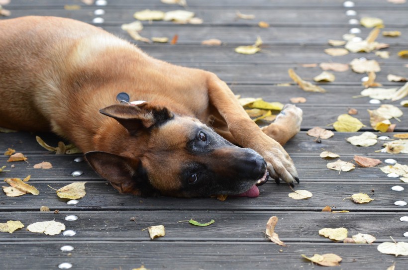 快乐玩耍的玛利诺犬图片