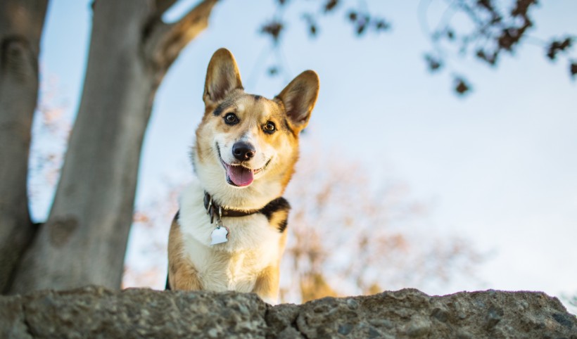 萌萌的柯基犬圖片