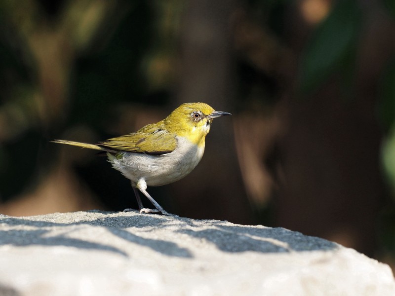 繡眼鳥(niǎo)圖片