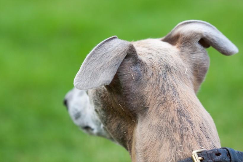 惠比特犬图片