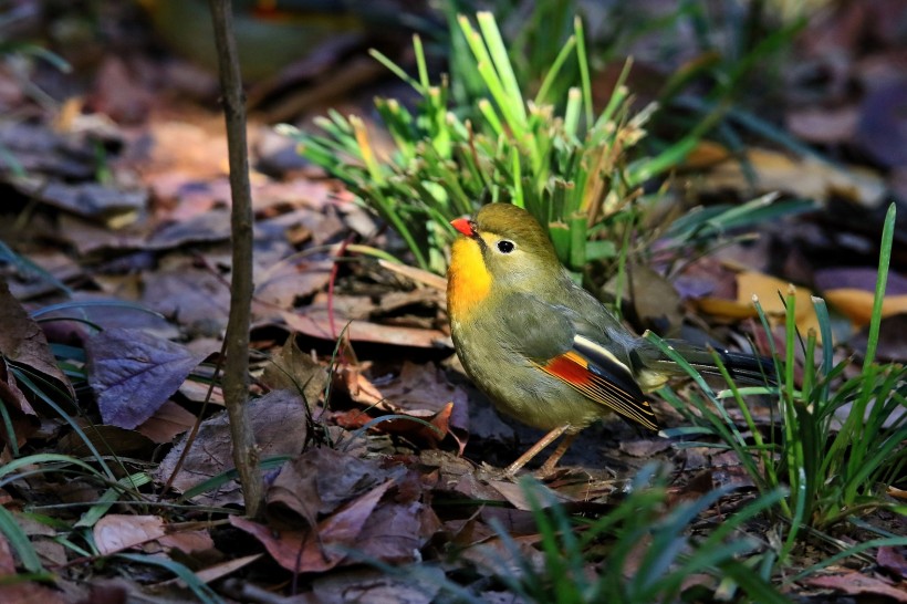 紅嘴相思鳥圖片