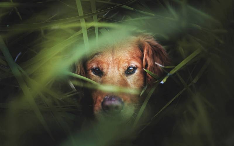 快樂活潑的金毛犬高清圖