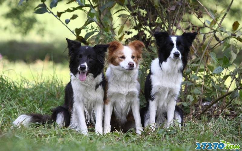 邊境牧羊犬