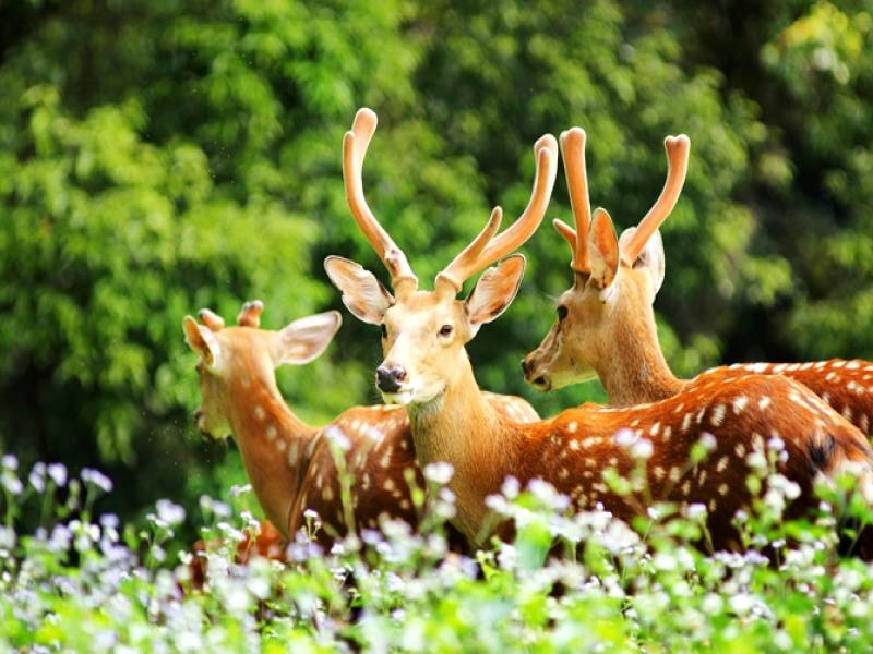 梅花鹿動物圖片草原近距離特寫