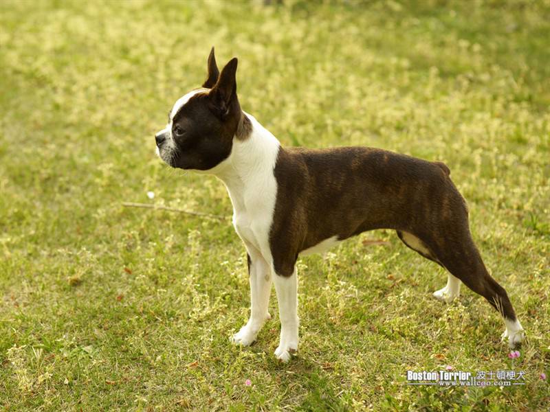 活泼萌宠波士顿梗犬高清图片