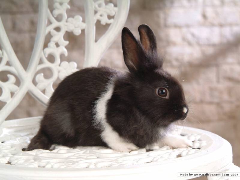 可爱温顺的小兔子图片大全