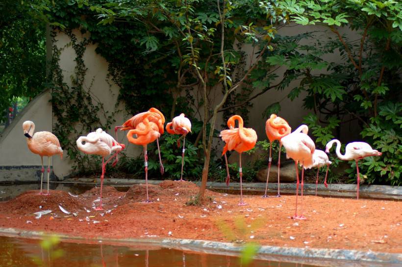 野生動物園粉紅色的火烈鳥圖片特寫