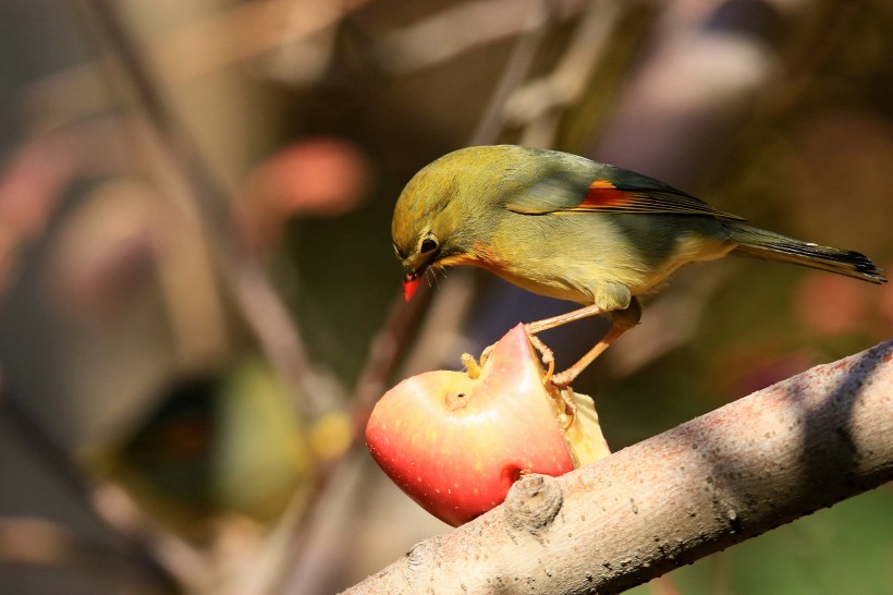 紅嘴相思鳥圖片