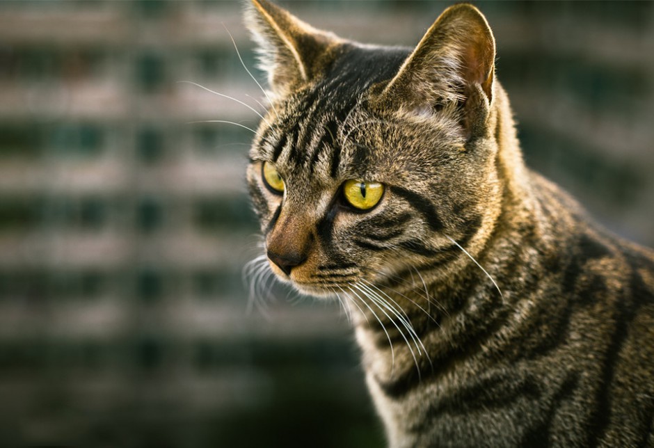 狸花猫眼神犀利图片