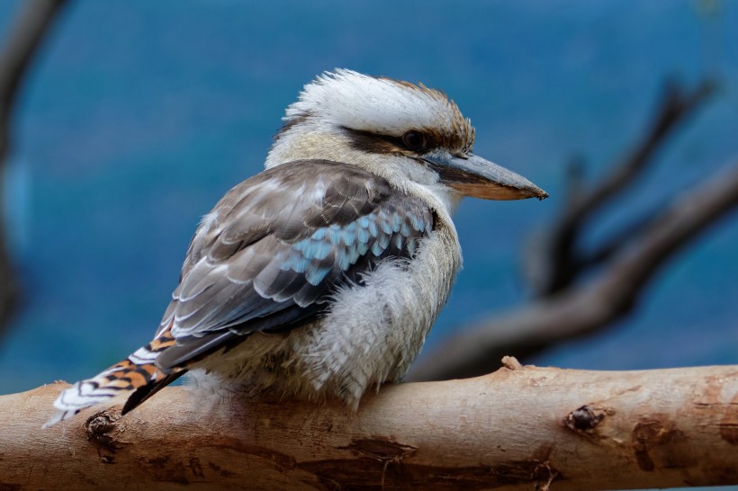 笑翠鳥圖片