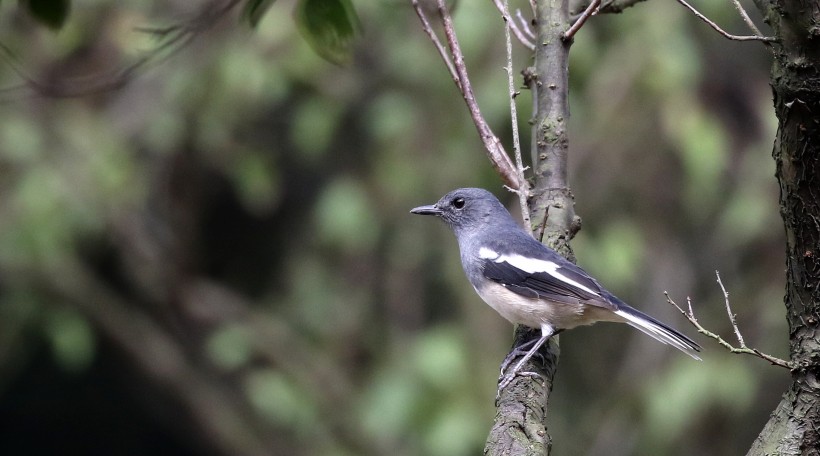 鵲鴝鳥類圖片