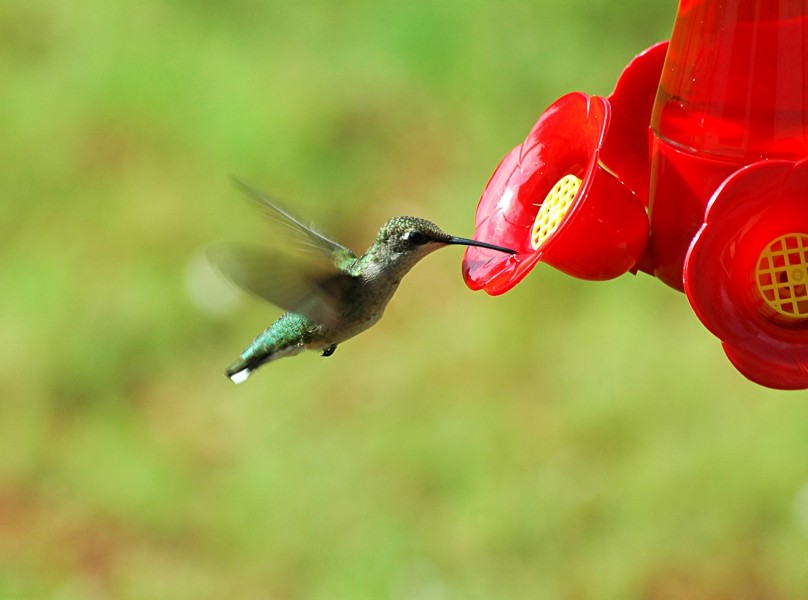 蜂鳥圖片