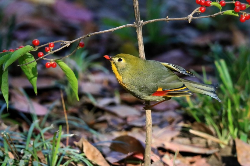 紅嘴相思鳥圖片