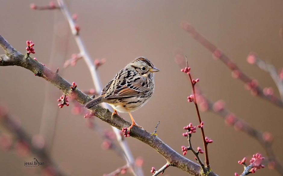 東北野生鳥類圖片高清攝影