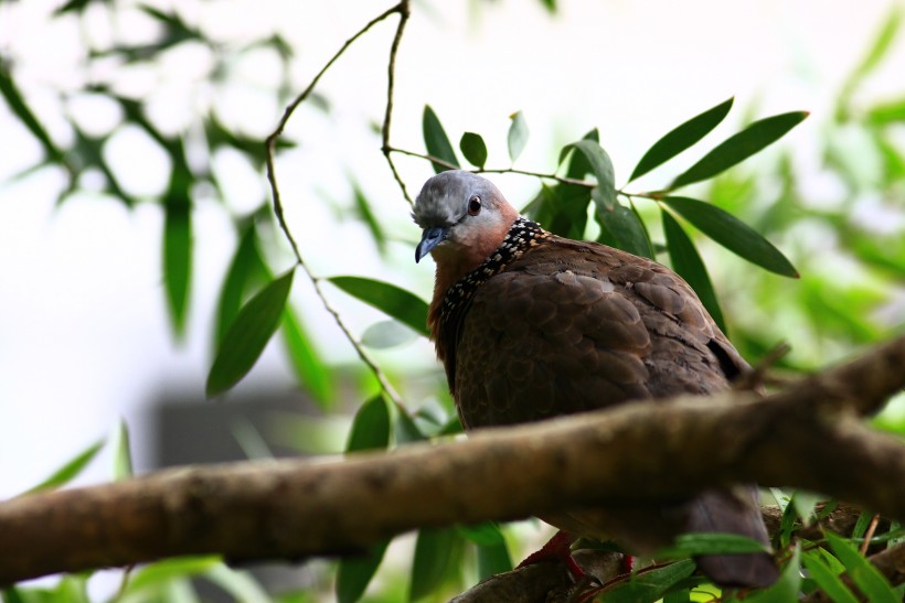 可愛的斑鳩圖片