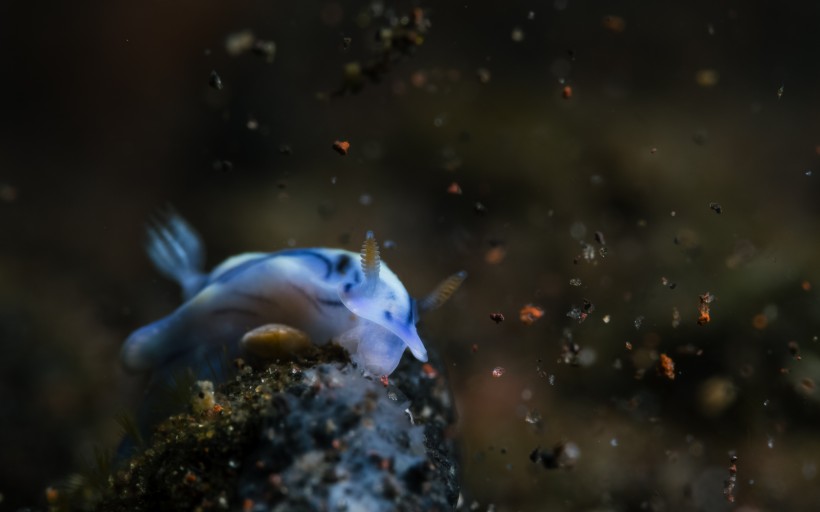 奇妙的海底生物圖片