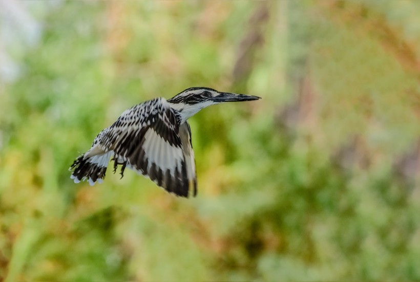 斑魚狗鳥類圖片