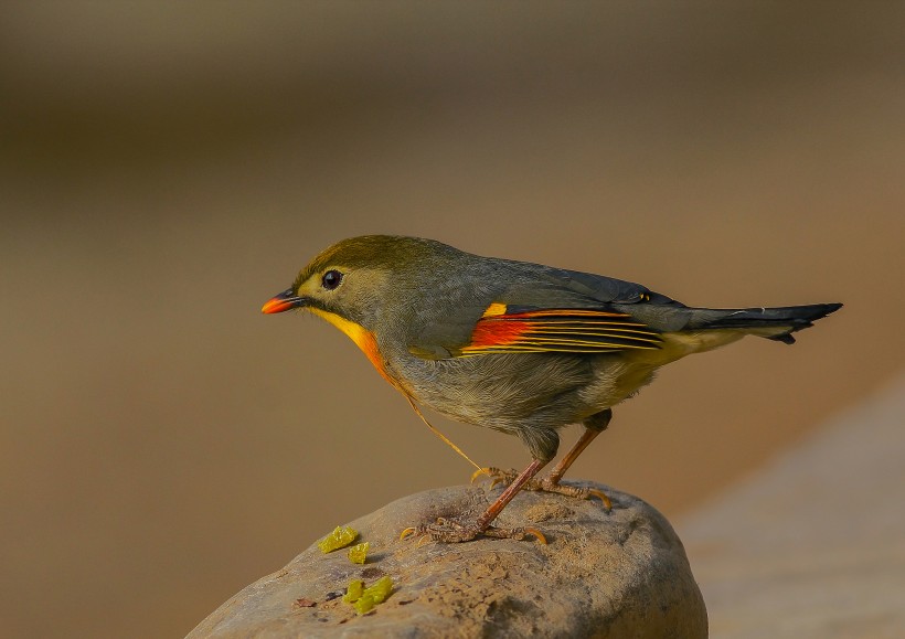 紅嘴相思鳥圖片